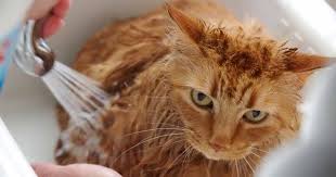 Cat Bath Fb Jpg 1 200 630 Pixels Kedi Turkiye
