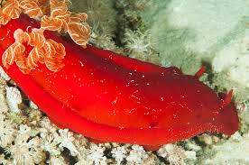 Free swimming.video taken on snorkel by chris fluffy jones.we belie. The Spanish Dancer The Best Nudibranch