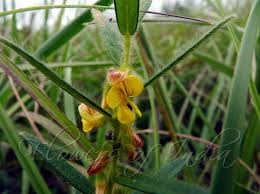 Image result for Eriosema