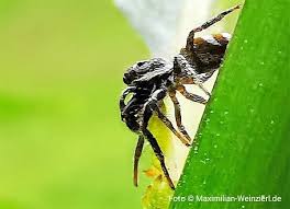 Heute Auf Springspinnen 5mm Jagd Mit Dem Smartphone Im Garten Schon Erstaunlich Was Diese Dinger Alles Konnen Supermakro 3x In 2020 Insects Spider Animals