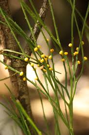 Image result for Psilotum nudum