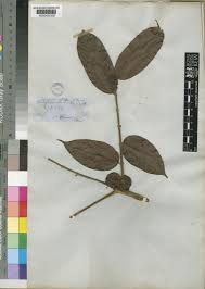 Image result for Pachylobus edulis