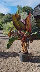Image result for Ensete ventricosum