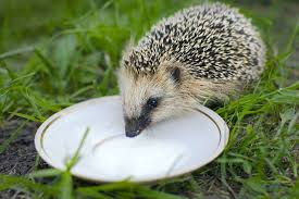 Igel finden in der regel immer ausreichend futter. Igel Futtern Das Mussen Sie Beachten