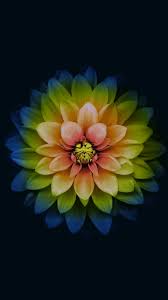 Pin By Sophia Parks On Backgrounds In 2020 Flower Phone Wallpaper Iphone Wallpaper Free Iphone Wallpaper Make sure to follow this board for daily new mobile backgrounds. pinterest