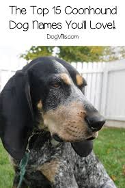 Festive greeting cards, photo cards & more. The Top 15 Coonhound Dog Names Dog Names Coonhound Treeing Walker Coonhound