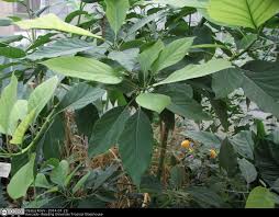 Image result for Persea americana