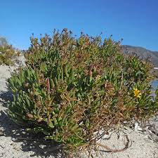 Image result for Inula glomerata