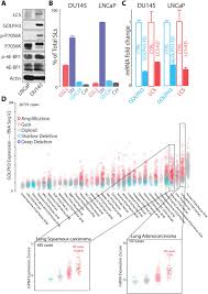 Retrograde Transport Of Golgi Enzymes By Golph3 Across Maturing Cisternae Regulates Glycan Assembly On Sphingolipids And Cell Growth Biorxiv