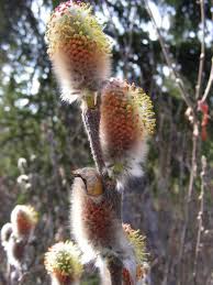 Image result for Salicaceae