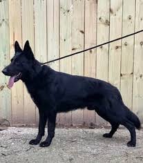 Place a free ad today! View Ad German Shepherd Dog Litter Of Puppies For Sale Near Georgia Marietta Usa Adn 66996
