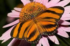 23 Sorprendentes Y Bellas Mariposas En Peligro De Extincion Mariposas Bonitas Fotos De Mariposas Alas De Pajaro