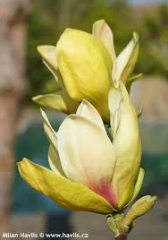 Image result for magnolie sunsation