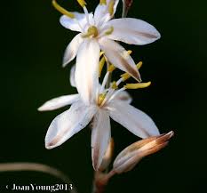 Image result for Anthericaceae