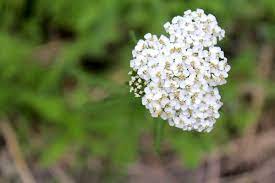 Foraging And Using Yarrow Achillea Millefolium In 2020 Achillea Millefolium Achillea Yarrow