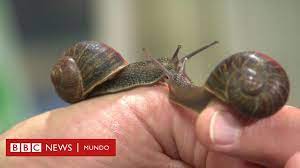 Owned by the santo domingo group. Los Esfuerzos Para Encontrarle Pareja Al Caracol Zurdo Que Podria Morir Virgen Bbc News Mundo