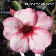 Image result for Adenium boehmianum