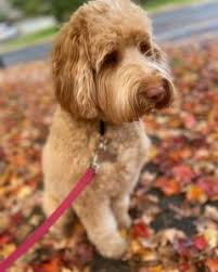 Why buy a labradoodle puppy for sale if you can adopt and save a life? 6 Best Mini Labradoodle Breeders In The United States 2021 We Love Doodles