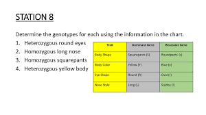 Station 1 For Each Genotype Below Indicate Whether It Is A