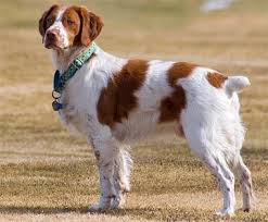 Brittany Spaniel Brittany Dog Brittany Spaniel Puppies Brittany Spaniel Dogs
