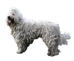 Image result for Komondor