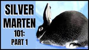 The 'silver marten' is both the name of a breed and a shade. Silver Marten Rabbit 101 Part 1 Youtube