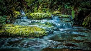 Hd wallpapers and background images. Blue Mountains Australia Intact Nature Mountainous River Rock With Moss Leaves Of Fern Desktop Hd Wallpapers For Mobile Phones And Computer 2560x1440 Wallpapers13 Com