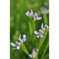 Image result for Justicia salvioides