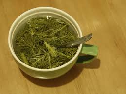 Spruce tips or spruce buds, whatever you might call them, are the light green tips of spruce no matter how much you look online, you'll find that all spruce tips syrup recipes have one thing in. Spruce Tip Syrup And Dreams On Living Of The Land Korpijaakko