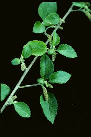 Image result for Acalypha fruticosa