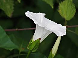 U nome di u generu (campanula) deriveghja da a forma di campana di u fiore. Convolvolo Consigli Coltivazione E Cura