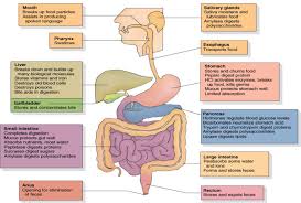 Maybe you would like to learn more about one of these? Digestive System And Organs Functions Labeled Diagram Science Pitribe