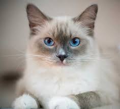 Some people can have the effects of a cat allergy. Are Ragdoll Cats Hypoallergenic Here S An In Depth Review
