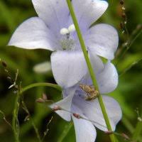 Image result for Wahlenbergia pulchella