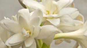 Khasiat bunga sedap malam pertama dapat membantu anda mengobati bisul. Benarkah Menanam Bunga Sedap Malam Di Rumah Dapat Memperpanjang Usia Halaman All Tribun Bali