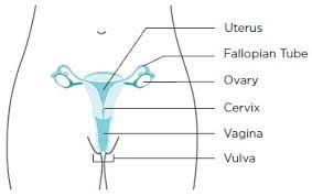 Signaturefd is the premier financial advisor in atlanta, georgia and charlotte, north carolina. What Is Gynecologic Cancer Cdc