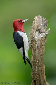 Birds With Redheads In Ohio In 2020