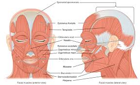 The muscular effort (contraction) is applied to the bone at the insertion of the muscle and produces motion if the effort exceeds the resistance (load). The Muscles Of The Head And Neck Human Anatomy And Physiology Lab Bsb 141