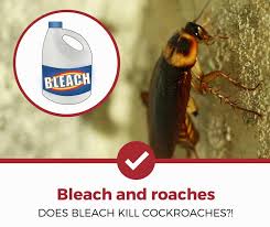 does bleach kill roaches