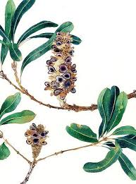 Banksia Seed Pods 1 Botanical Drawings Watercolor Flowers Australian Native Flowers