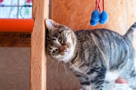 Maybe you would like to learn more about one of these? 10 Hotels Connecting Guests With Rescue Animals
