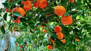 Peach, plum and nectarine trees also require a certain number of chilling hours, but they cannot withstand hot temperatures while the fruit is ripening. Wild Citrus In A Florida Forest Why It S A Big Deal Youtube