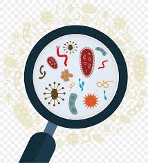Vector Graphics Stock Illustration Microorganism Bacteria Png 1720x1897px Microorganism Anthrax Bacterium Art Bacteria Royaltyfree Download Free Microbiology logo bacterial microorganism vector image.