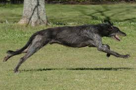 He's sweet, loving, devoted and sometimes silly. Scottish Deerhound Puppies For Sale From Reputable Dog Breeders