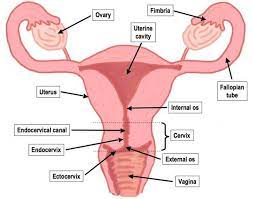 Physiology, structure, medical profession, morphology, healthy. Female Reproductive System Diagram Labeled