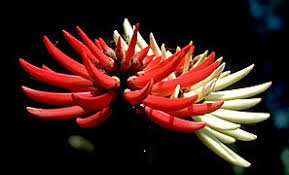 Image result for Erythrina × coddii