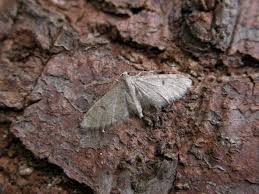 Image result for Eupithecia indigata