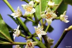 Image result for Combretum celastroides