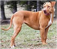 American Pit Bull Terrier Dog Breed Facts Hills Pet