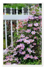 Clematis piilu is also noted for being one of the heaviest blooming clematis. Clematis Piilu Or Little Duckling Sugar Creek Gardens